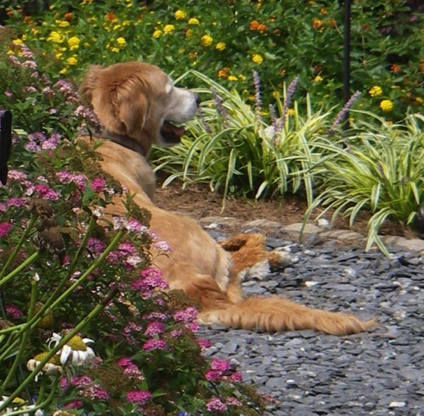 Dog friendly garden